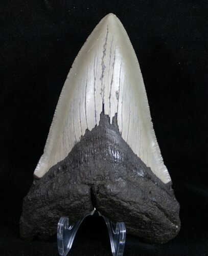 Dagger Shaped Lower Megalodon Tooth #10500
